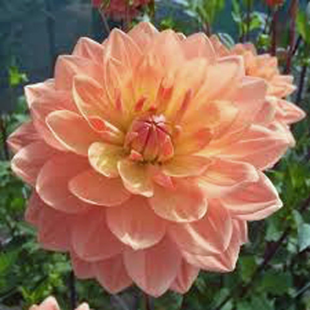 Pack of 10 Dahlia Bulb D711