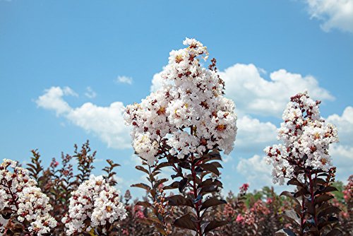 Black Diamond Pure White Crape Myrtle Live Plant T16805