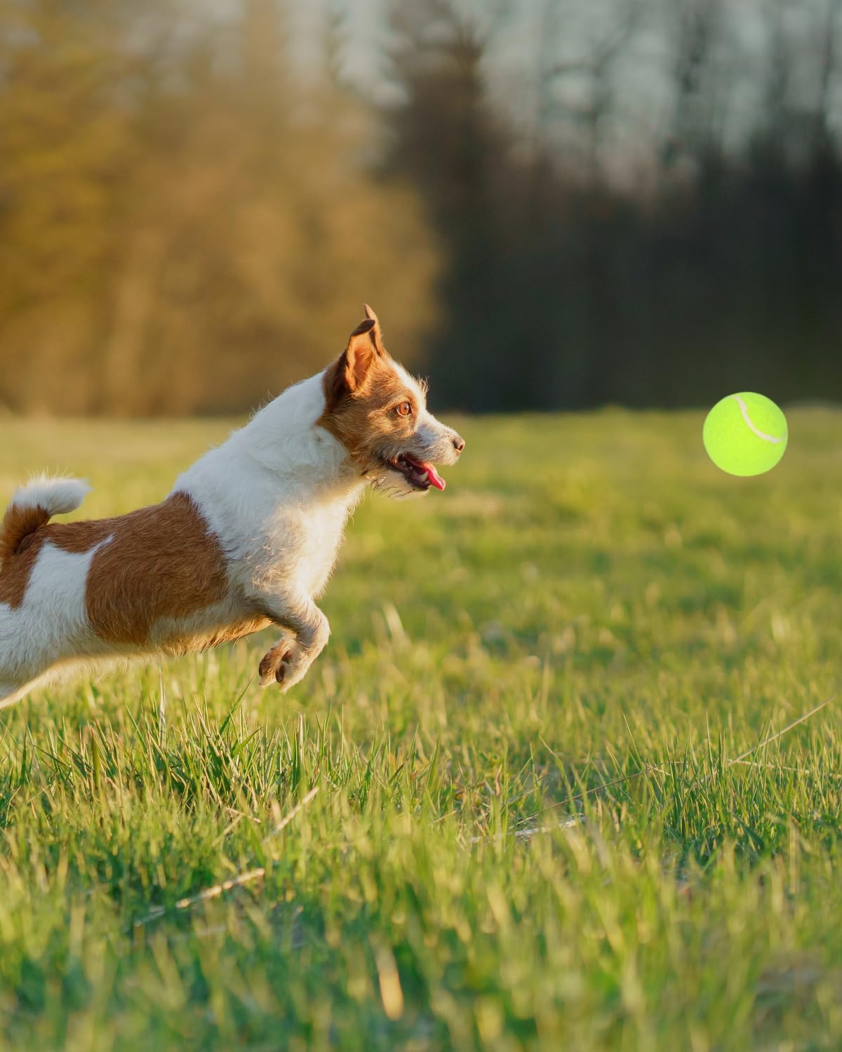 2-Inch Tennis Balls for Dogs (12 Balls) V89501