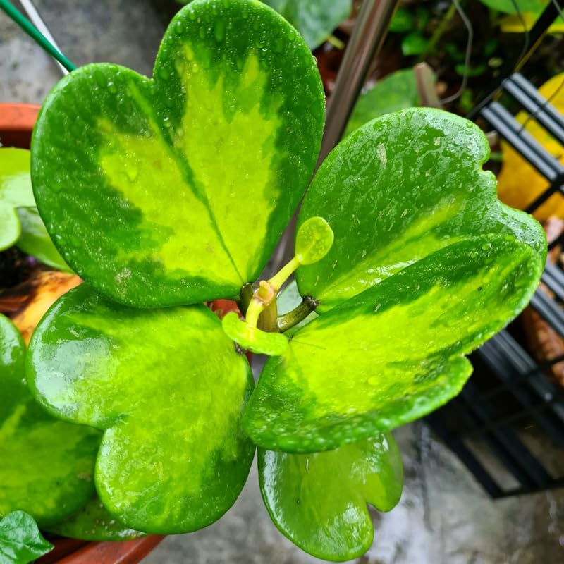 Green Hoya Plant 2 Inches Potted E64449