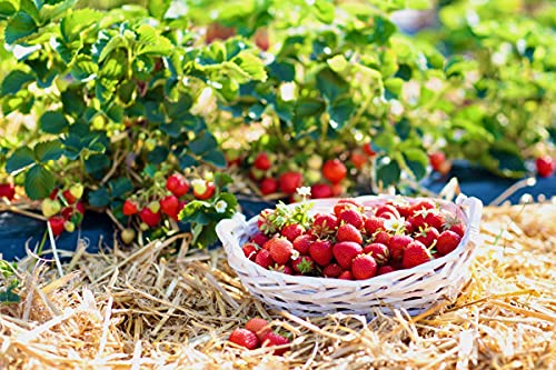 120 sq. ft. Organic Straw Mulch Cover Z823
