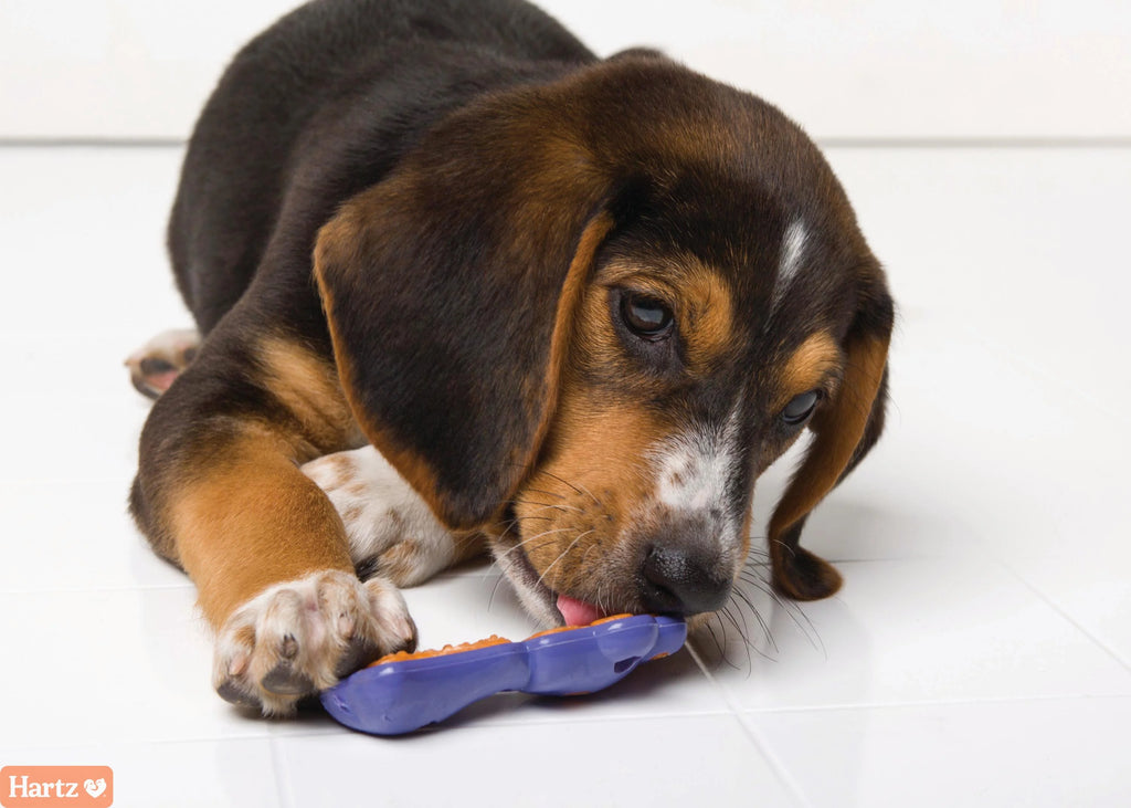 0.88 OZ Bacon Dog Treat E289