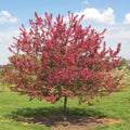 Dormant Bare Root Ornamental Tree (1-Pack) E907107