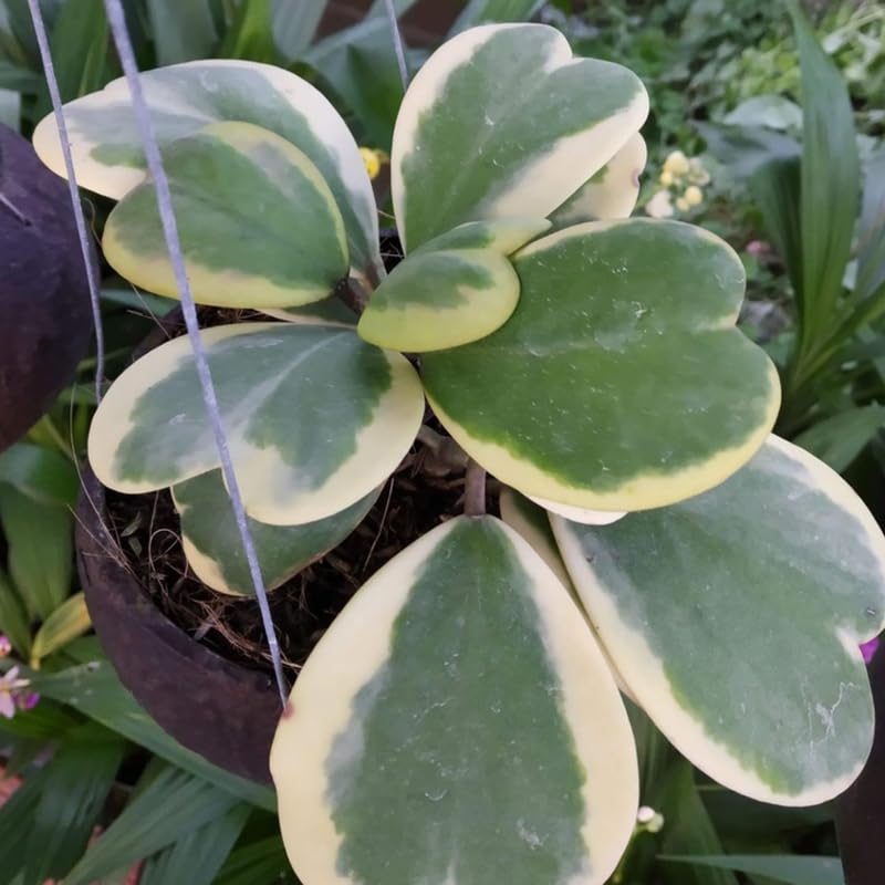 Green Hoya Plant 2 Inches Potted E64449