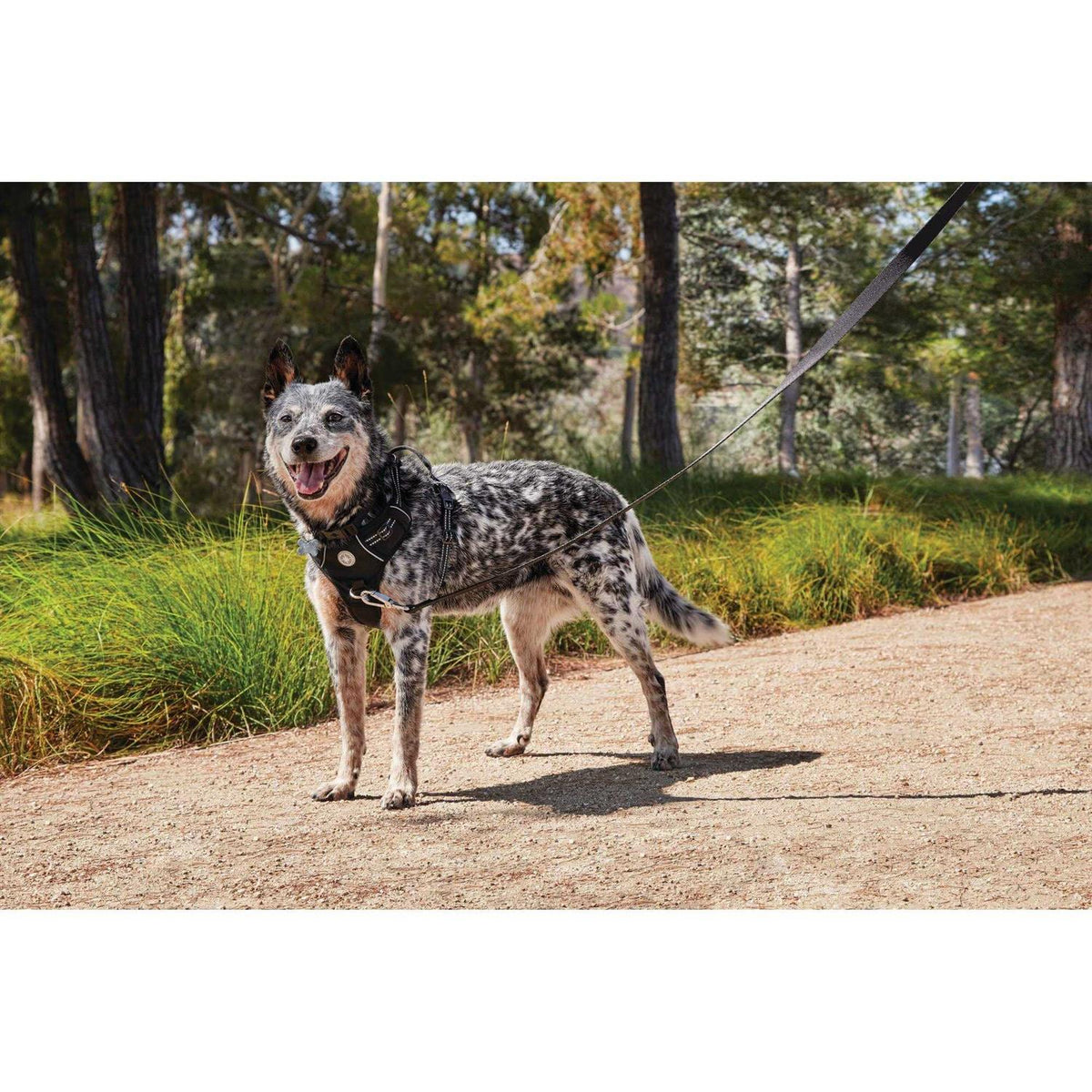 Black Front Walking Dog Harness D191