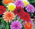 Pack of 10 Dahlia Bulb D711