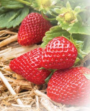120 sq. ft. Organic Straw Mulch Cover Z823