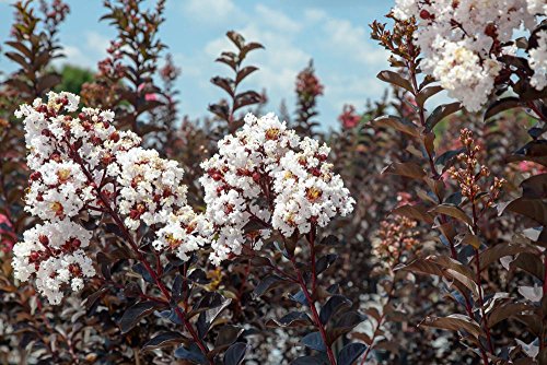 Black Diamond Pure White Crape Myrtle Live Plant T16805