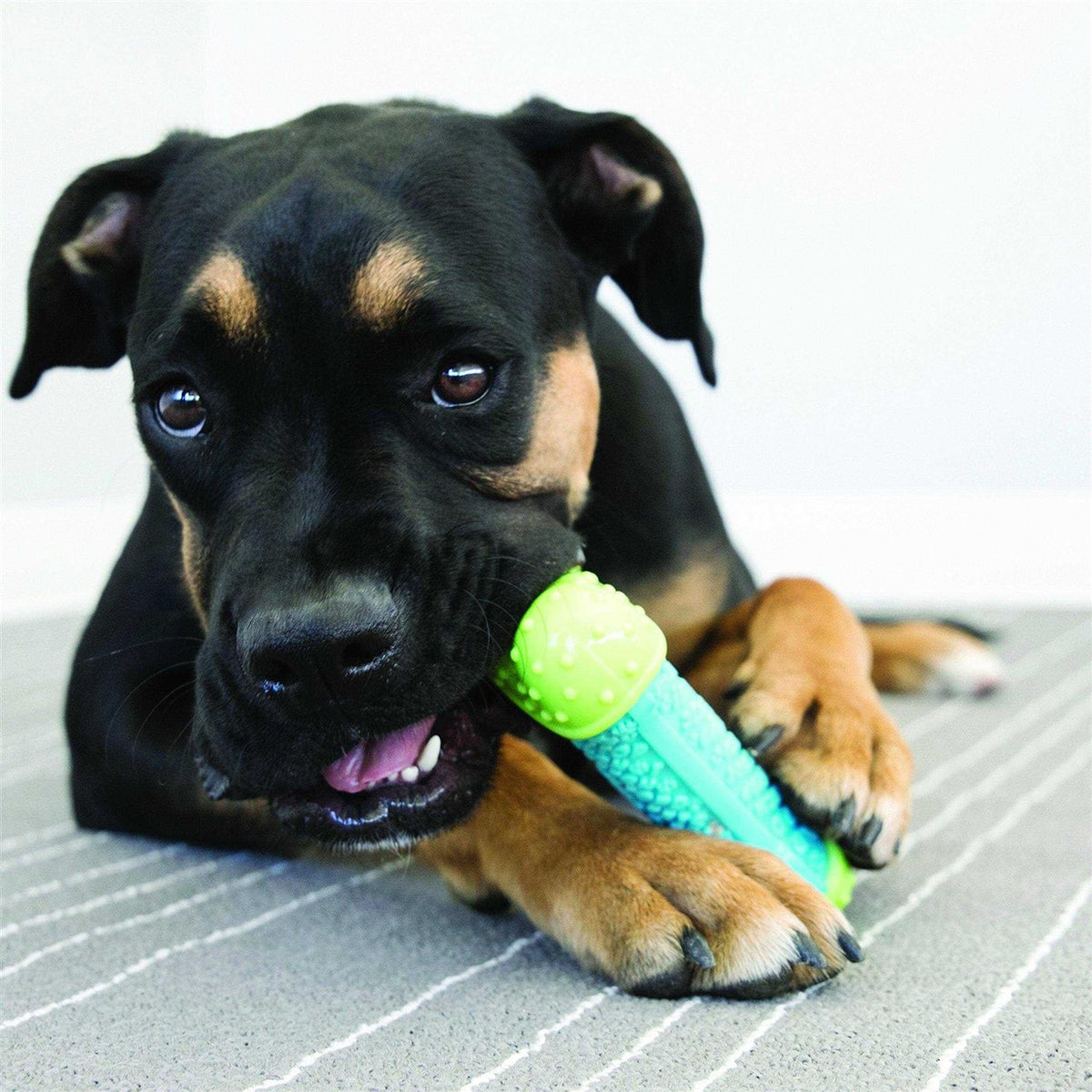 Ball Dog Toy F99996