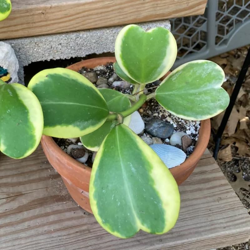 Green Hoya Plant 2 Inches Potted E64449