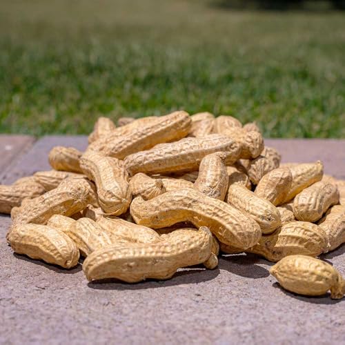 Shell Peanuts Wild Bird and Wildlife Food (5 Pounds) F959