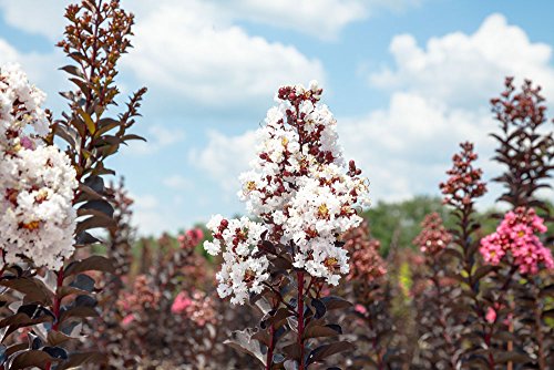 Black Diamond Pure White Crape Myrtle Live Plant T16805