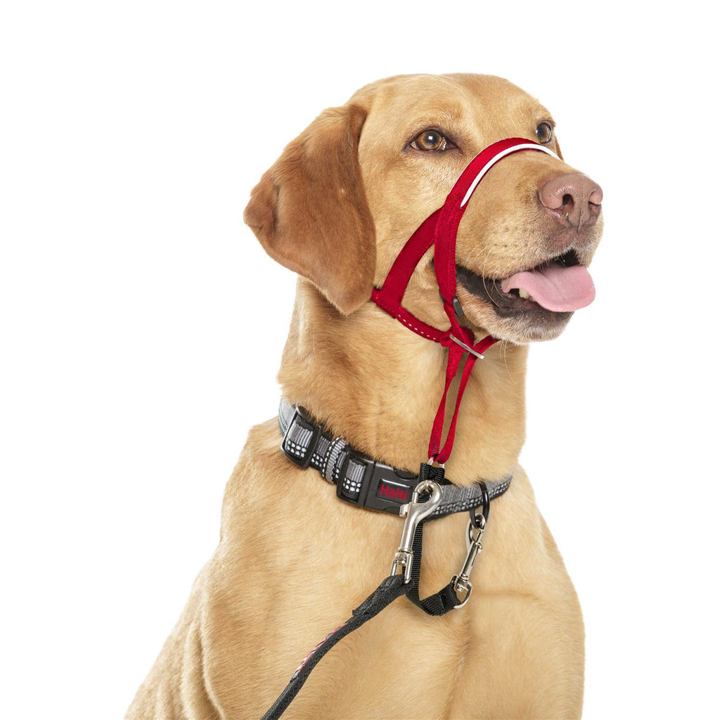 Dog Headcollar V176917