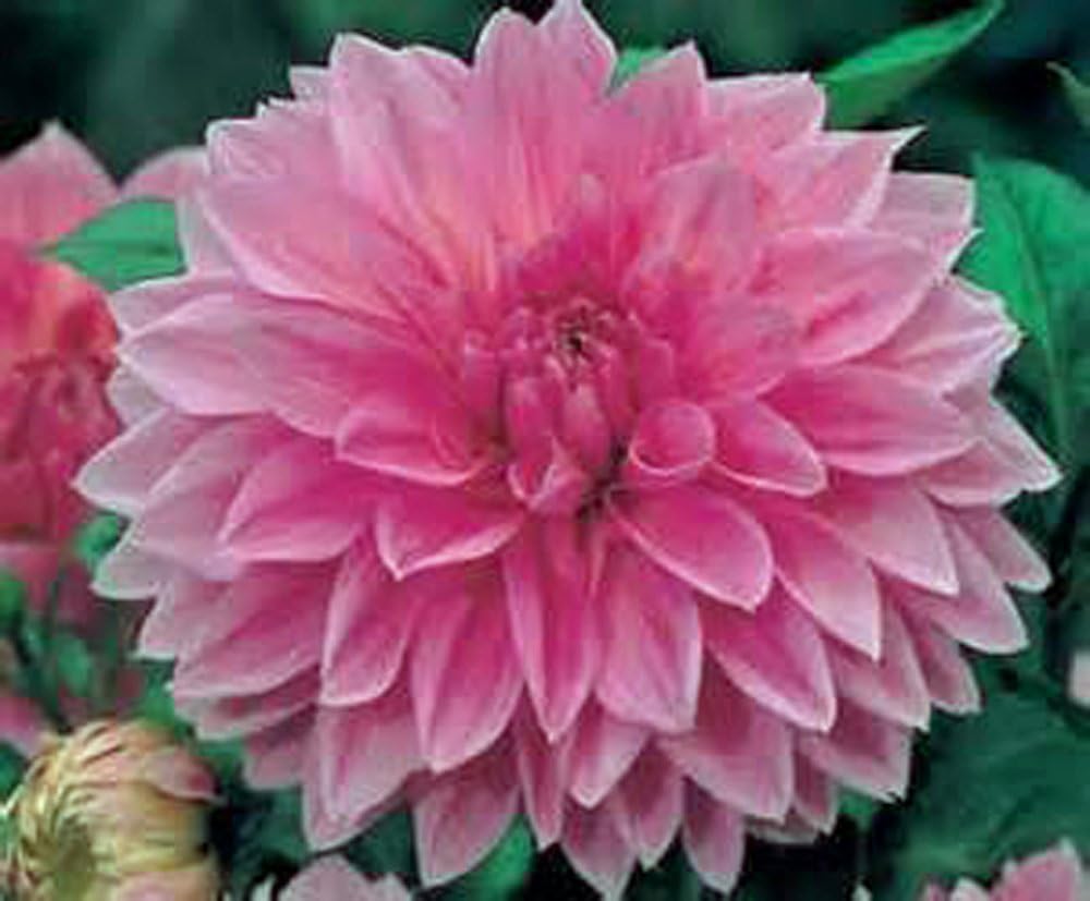 Pack of 10 Dahlia Bulb D711