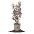 Black Diamond Pure White Crape Myrtle Live Plant T16805