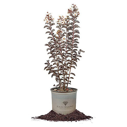 Black Diamond Pure White Crape Myrtle Live Plant T16805