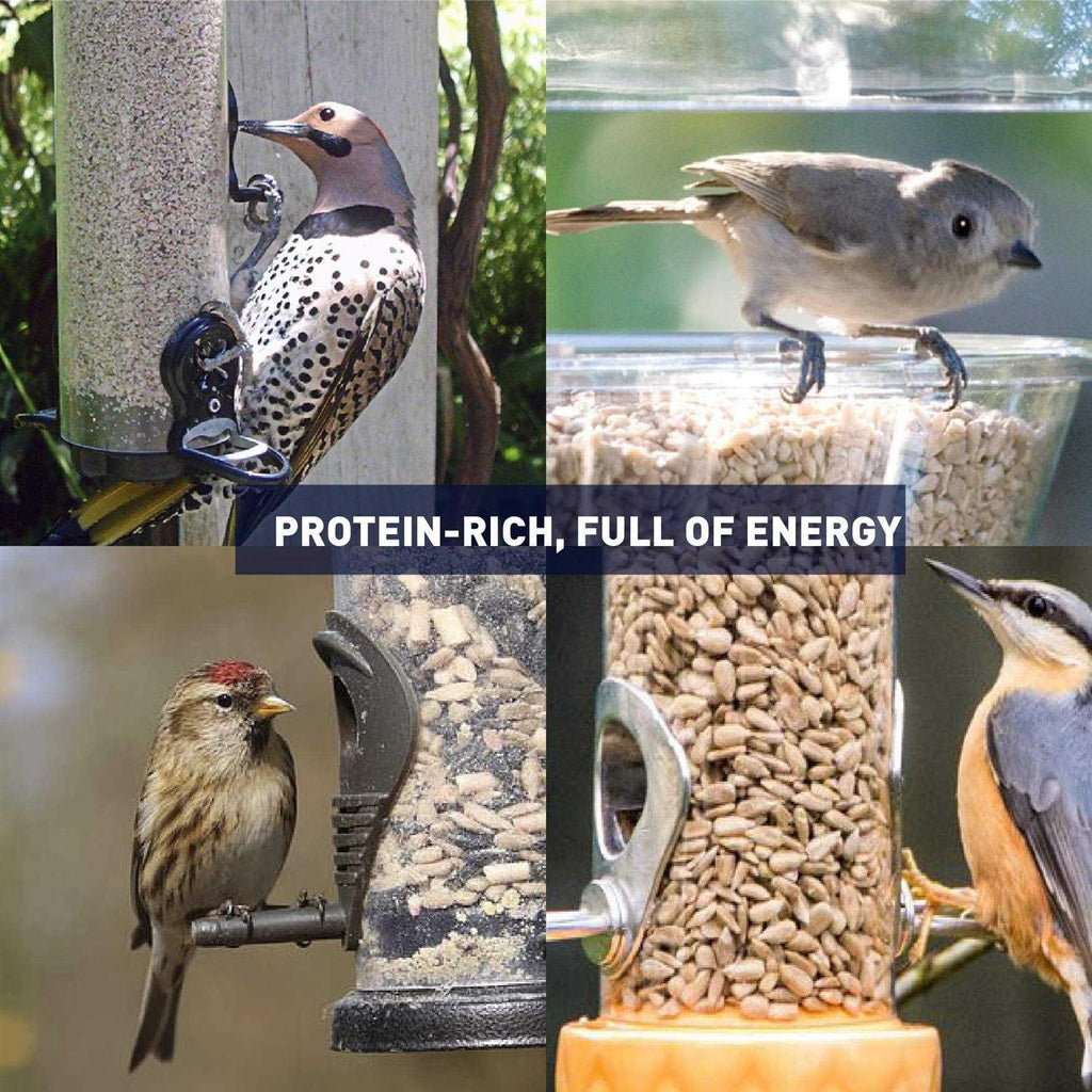 Sunflower Kernels Wild Bird Food 50 lb Z54681