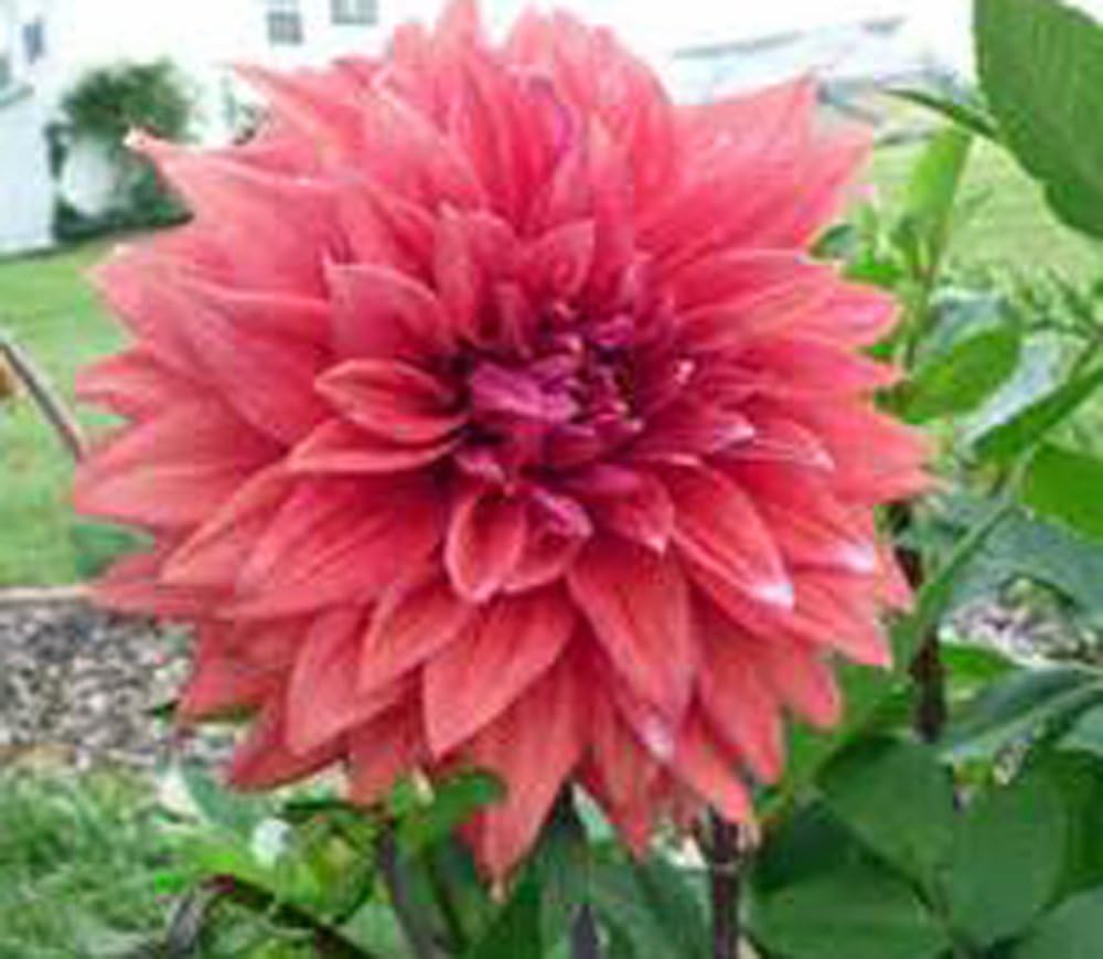 Pack of 10 Dahlia Bulb D711