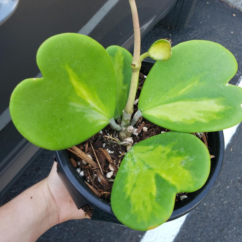 Green Hoya Plant 2 Inches Potted E64449