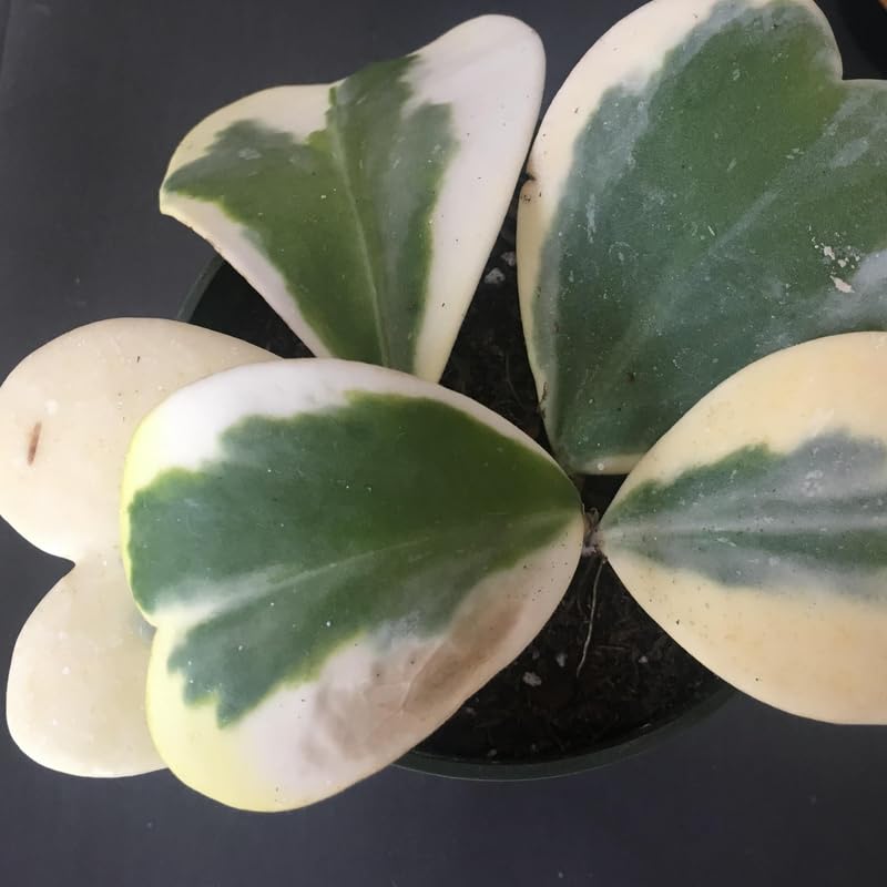Green Hoya Plant 2 Inches Potted E64449