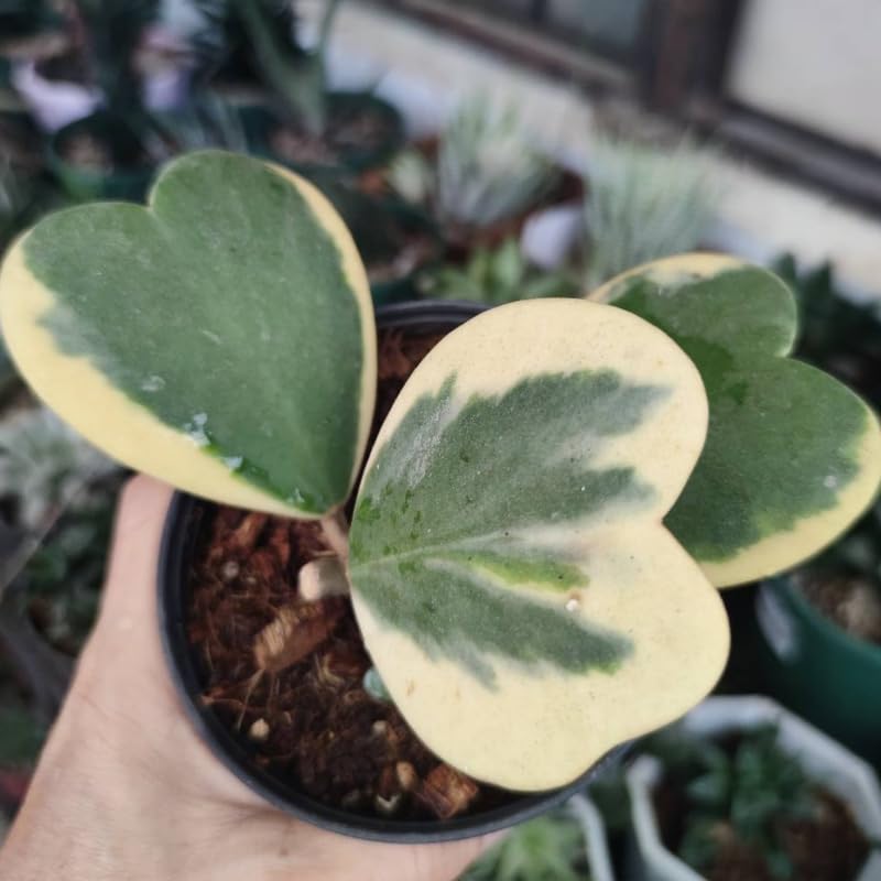 Green Hoya Plant 2 Inches Potted E64449