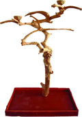 Medium Java Wood Tree Box O15296