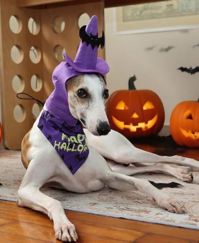 Dog Halloween Costumes 2Pcs Set Witch Hat and Bandana Black W505149