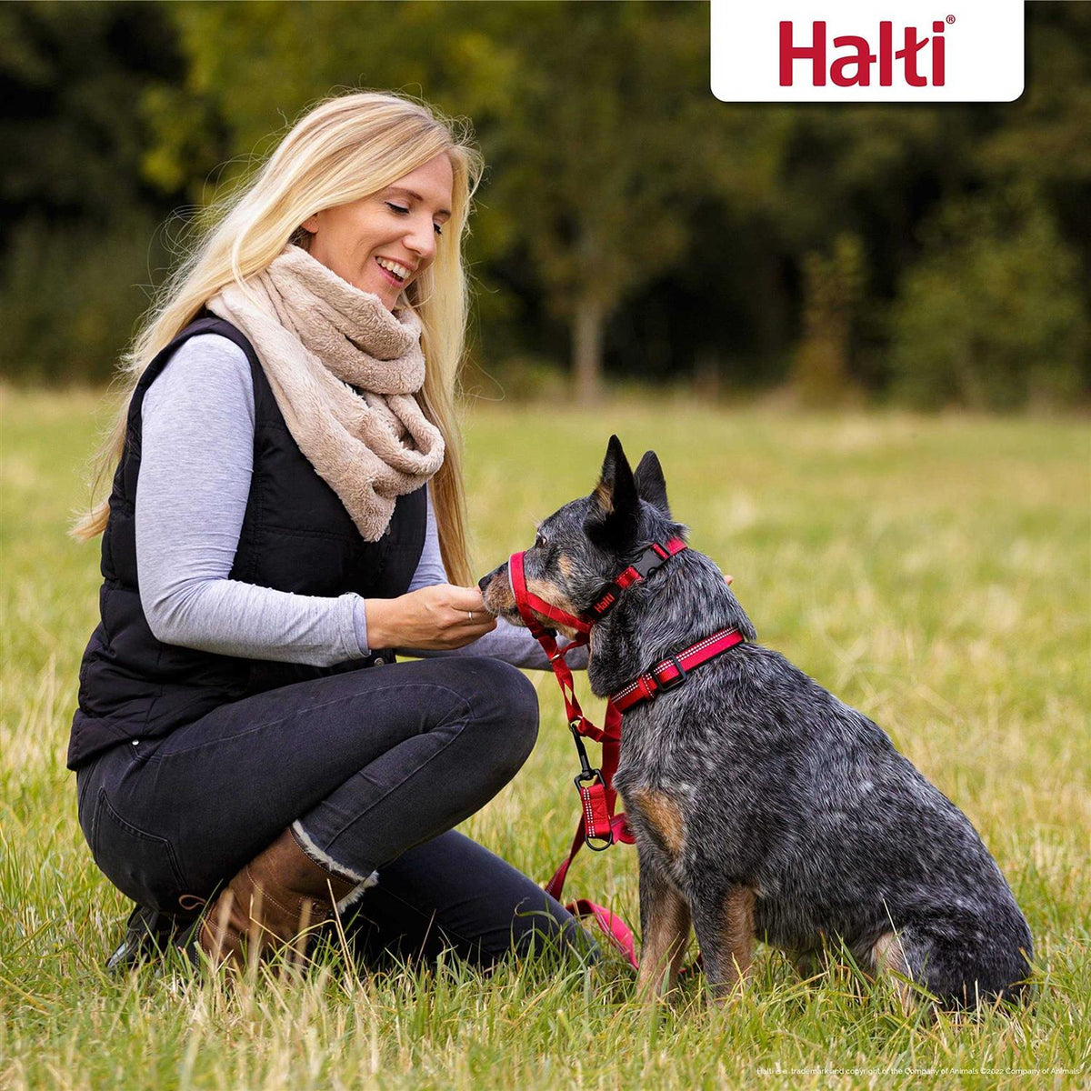 Dog Headcollar V176917