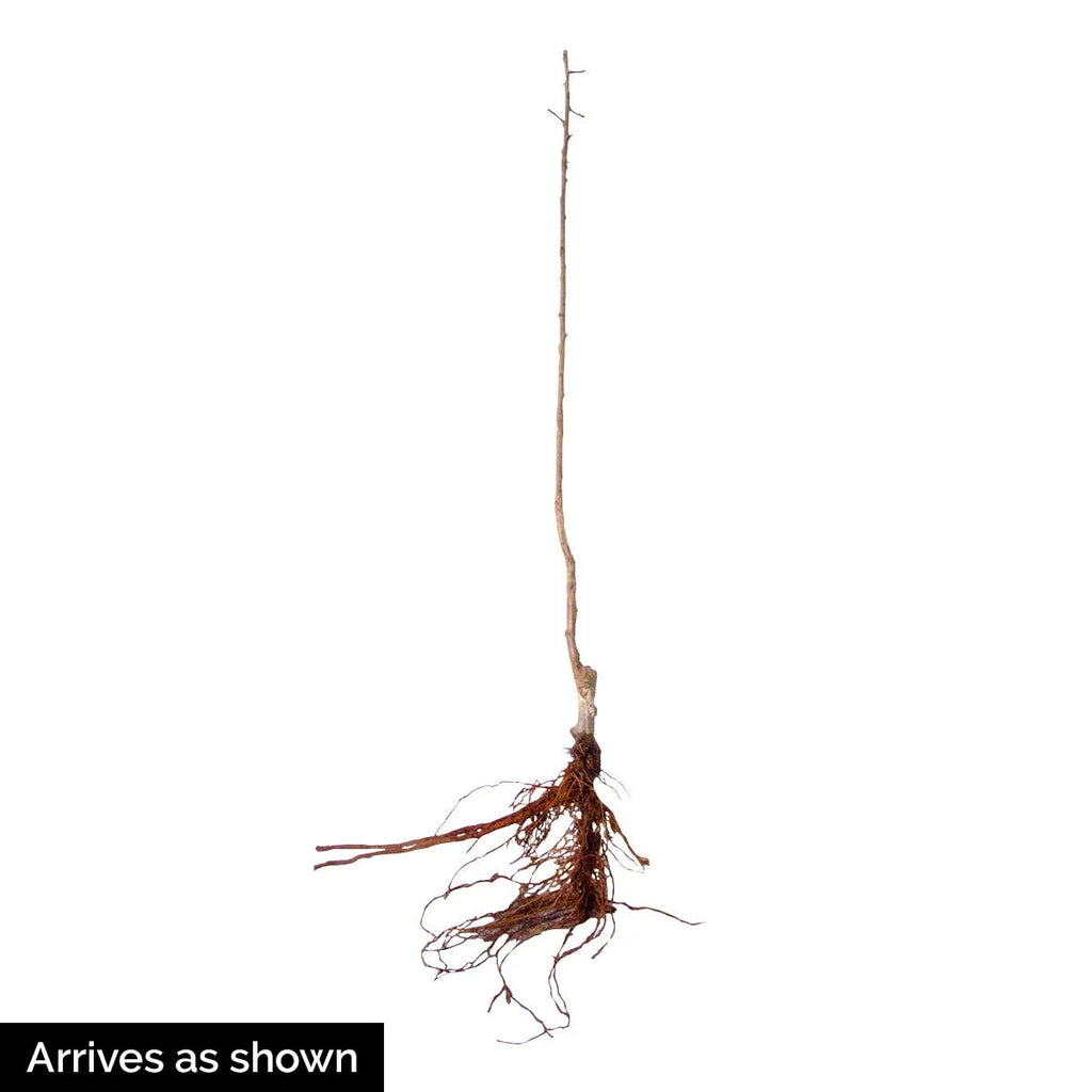 Dormant Bare Root Ornamental Tree (1-Pack) E907107