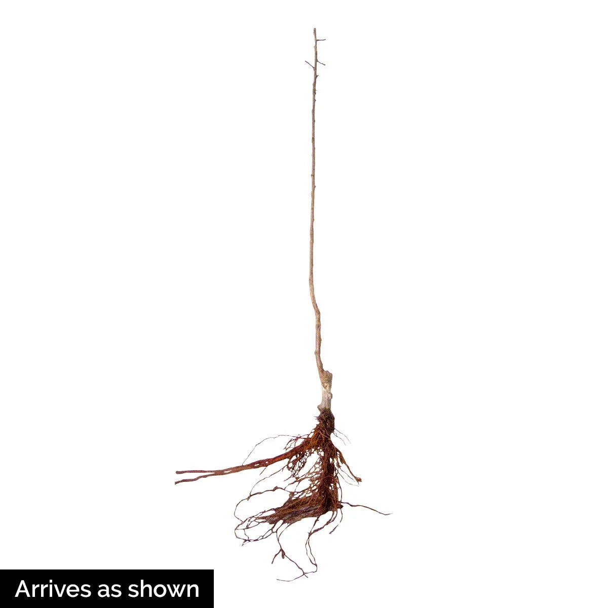 Dormant Bare Root Ornamental Tree (1-Pack) E907107