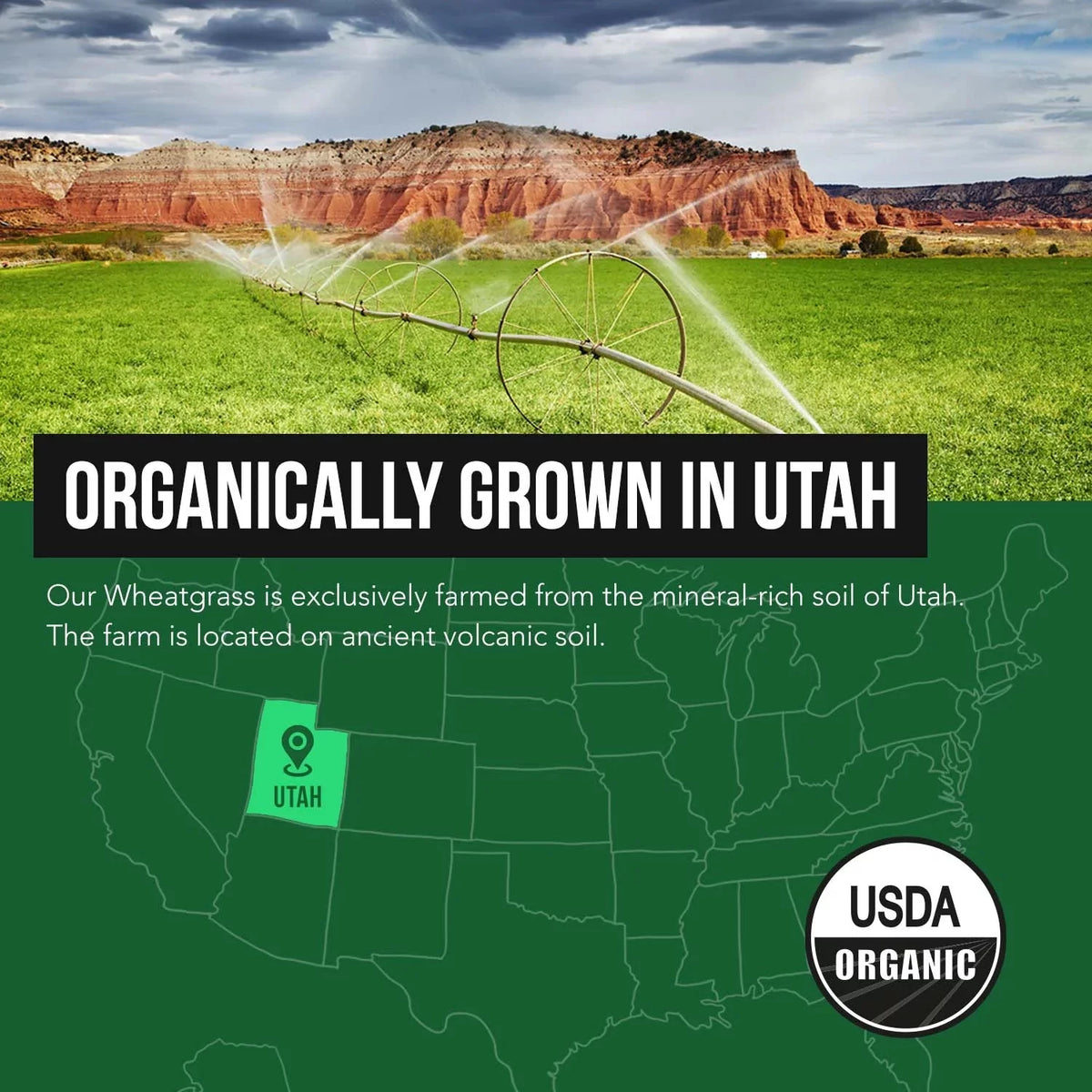 Organic Wheatgrass Juice Powder Lemon Flavor E818025