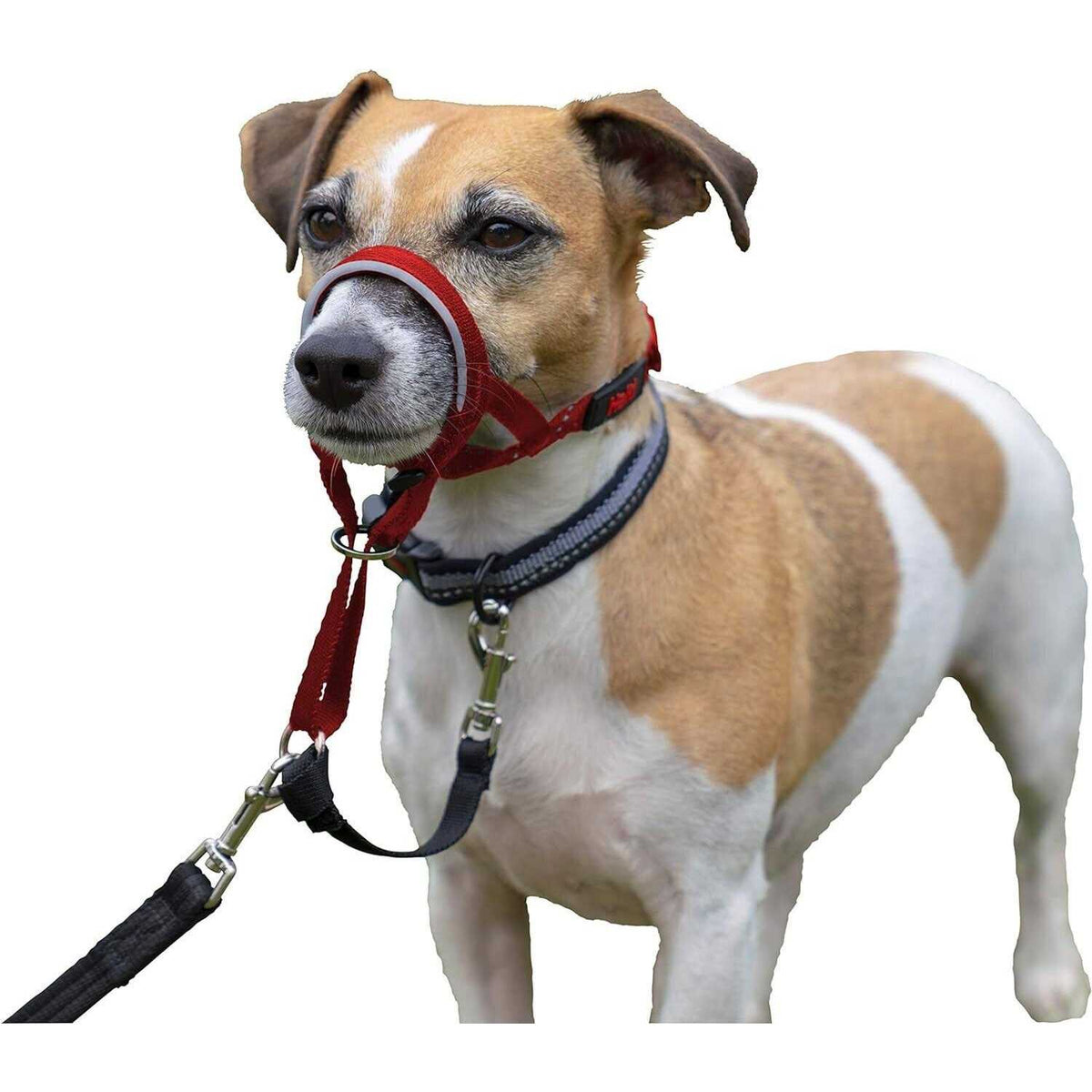Dog Headcollar V176917