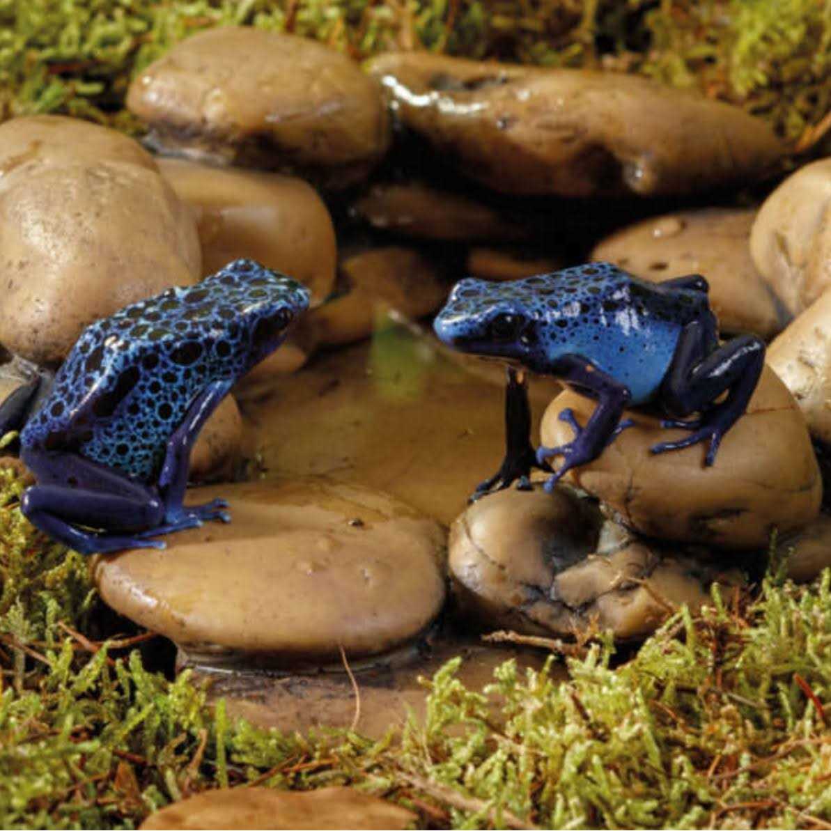 Frog Pond V378890